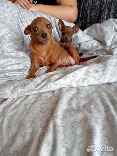 Мини тоечка