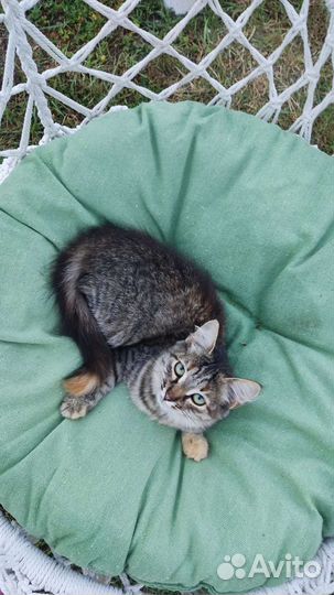 Кошка