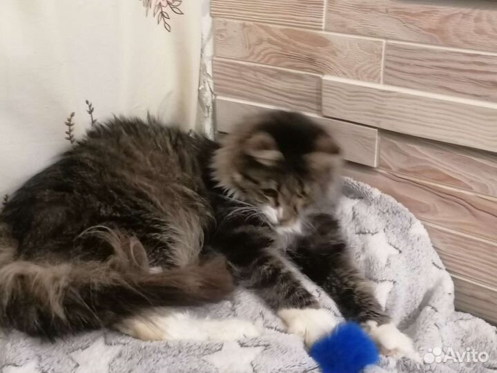 Кот Гном Гномыч