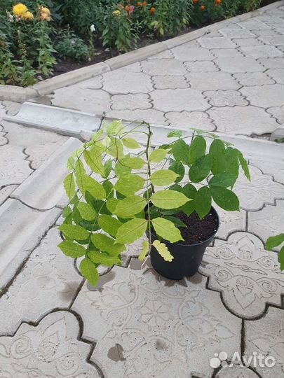 Глициния саженцы