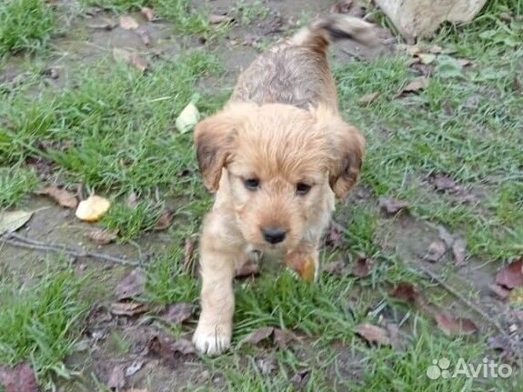 Собака в добрые руки отдам бесплатно