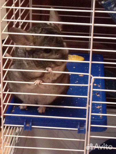 Передержка мелких животных