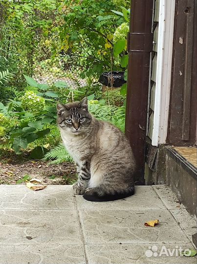 Кошка в дар бесплатно