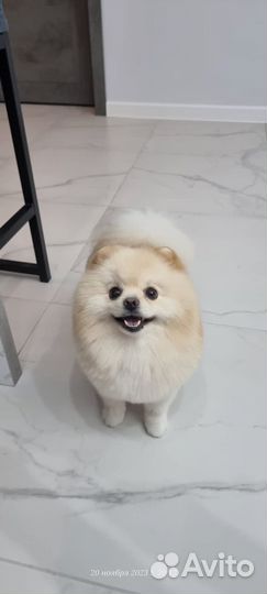Немецкий Шпиц вязка