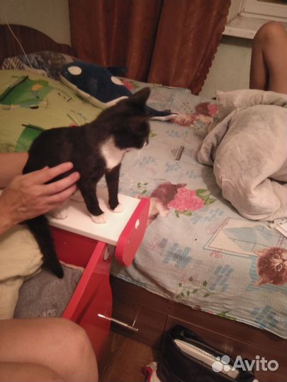 Кошка в дар