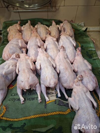 Мясо перепелиное