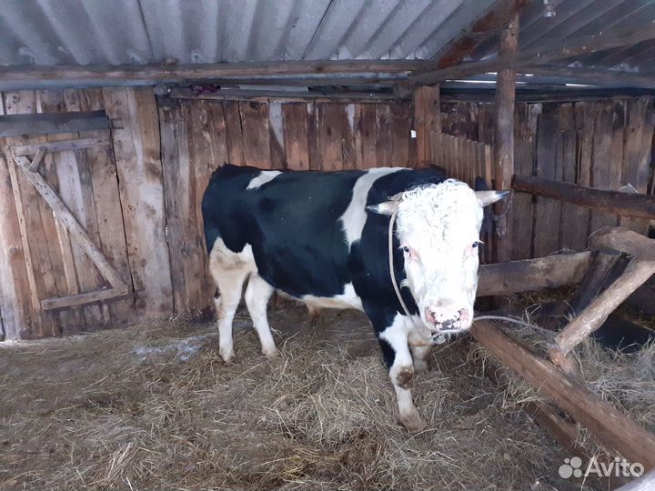 Продается бык на мясо