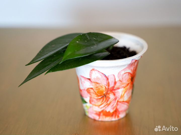 Хойя восковой плющ