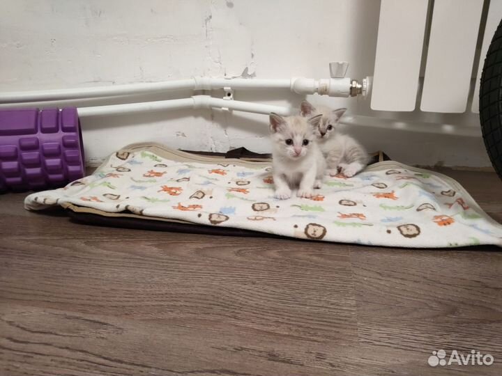 Котята в добрые руки