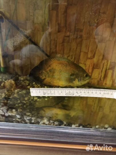 Остронотус- аквариумная рыба