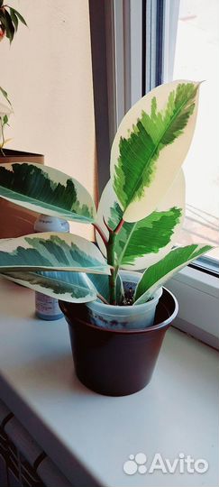 Фикус каучуконосный