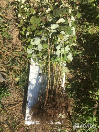 Саженцы, расада, малина, ежевика