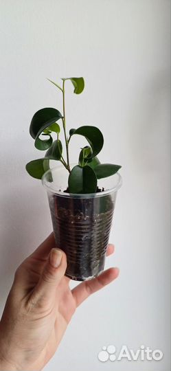 Фикус букле