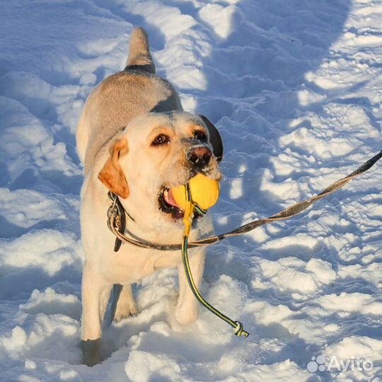 Игрушки для собак
