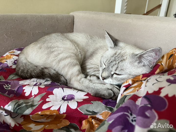 Кошечка в добрые руки