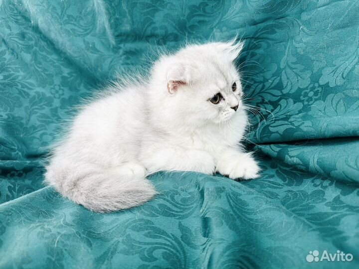 Шотландский котенок фолд