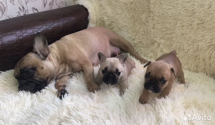 Французский бульдог щенок
