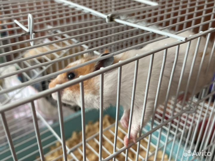 Сирийский хомяк с клеткой