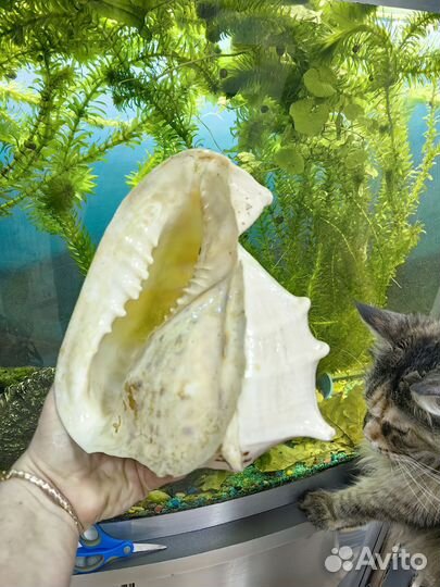 Продам красивую ракушку