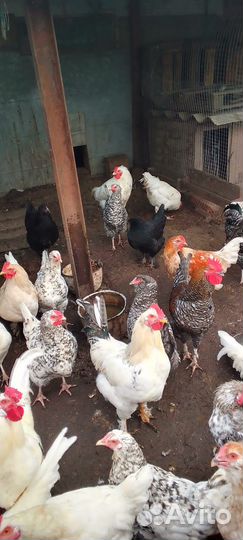 Куры молодки