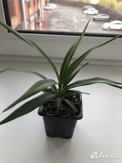 Комнатные цветы драцена