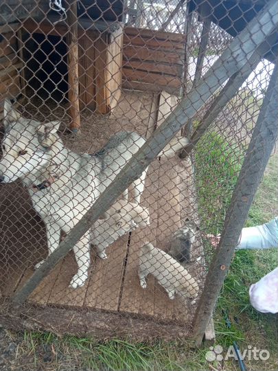 Щенки Западно сибирской лайки