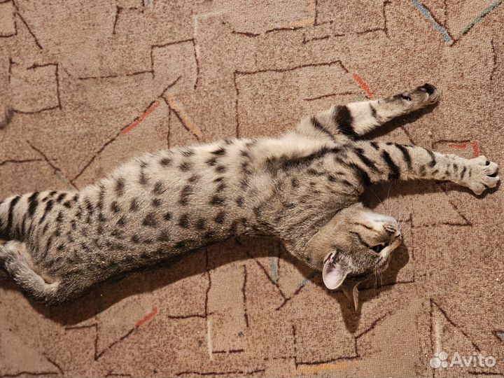 Котик в добрые руки