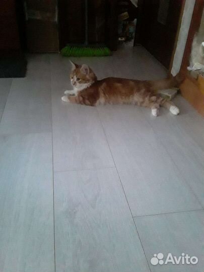 Рыжий котик