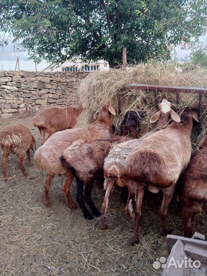 Овцы матки ягнята бараны