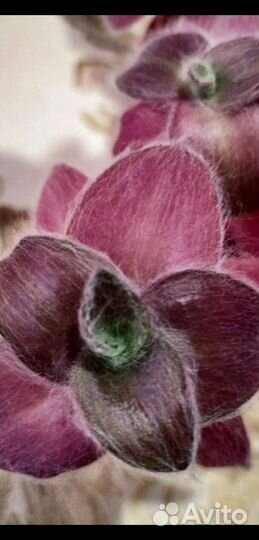 Офисные и комнатные растения