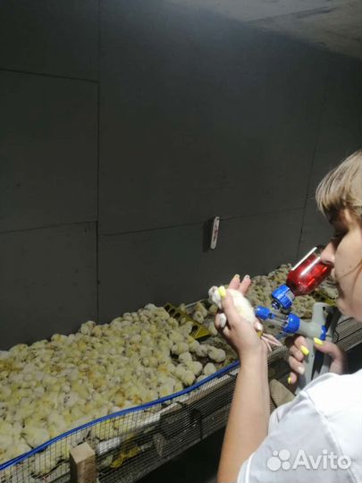 Цыплята бройлеры