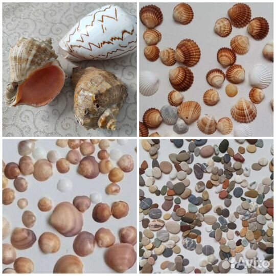 Ракушки для творчества, аквариума