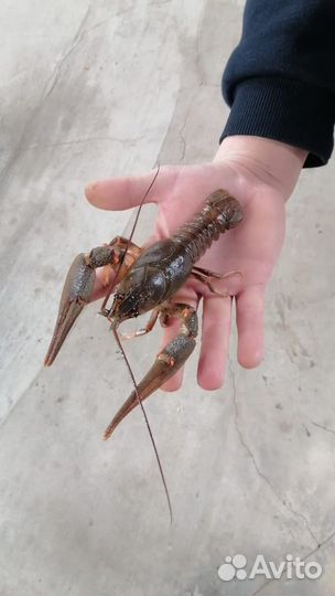 Продукты питания