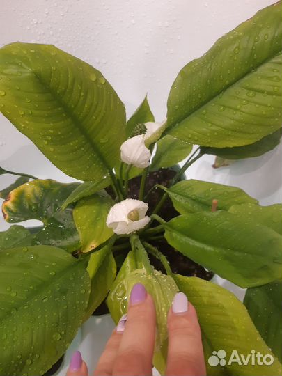 Спацифилум