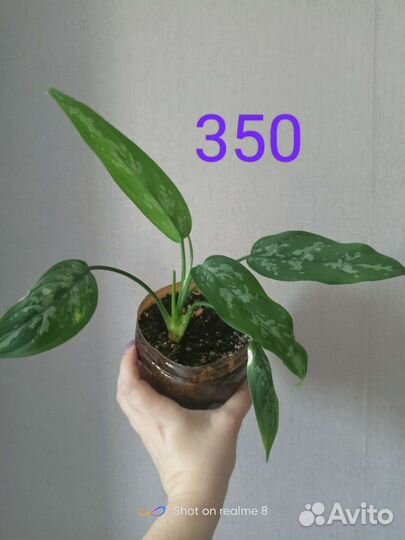 Рео.Сингониум.Аглоанема Мария, спатифиллум