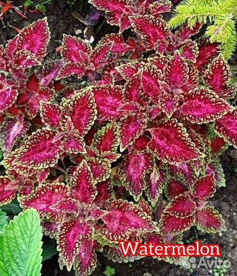 Колеусы вегетативные сортовые