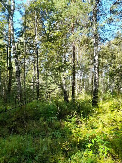 Участок 16 сот. (ИЖС)