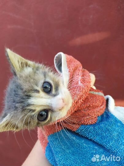 Котёнок в самые добрые руки