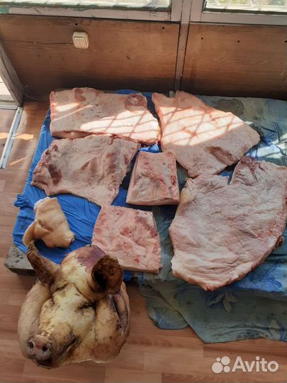 Свиная голова