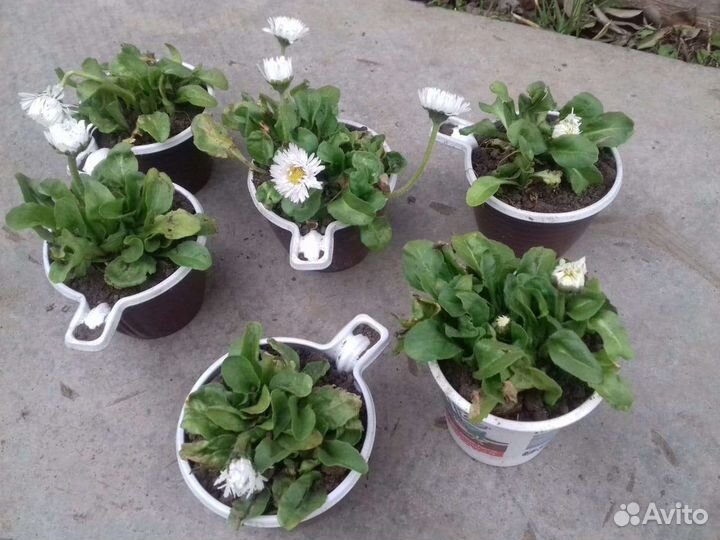 Дороникум, Маргаритки, Люпины, Ирисы