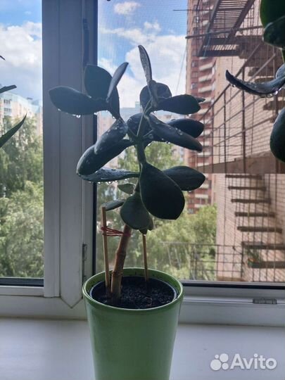 Денежное дерево(толстянка)