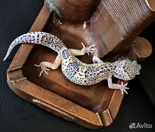 Геккон эублефар