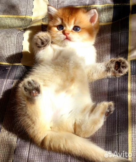 Шотландские котята золотая шиншилла