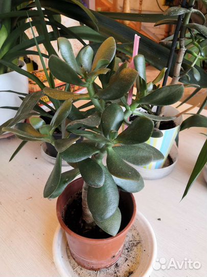 Толстянка или денежное дерево