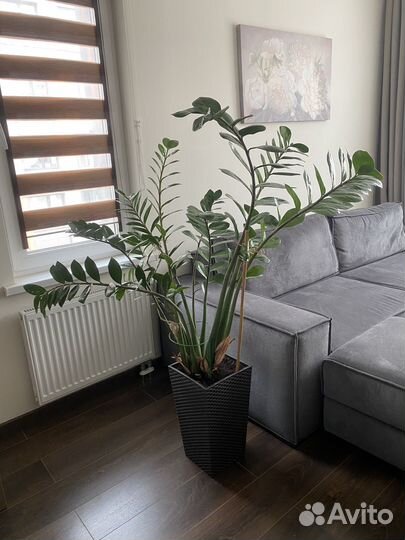 Замиокулькас