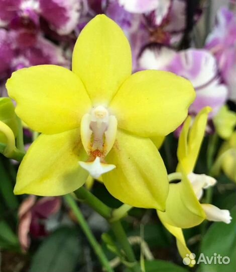 Фаленопсис Poppy Honey, multiflora