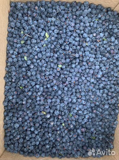 Голубика свежая