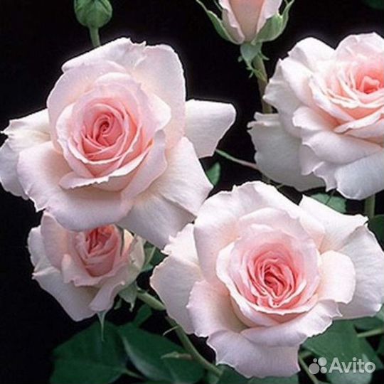 Роза бременские музыканты