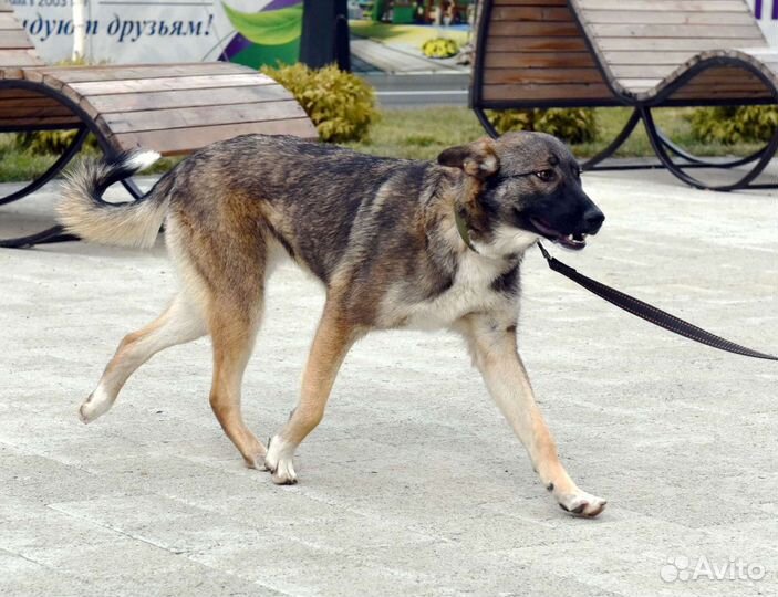 Собака в добрые руки