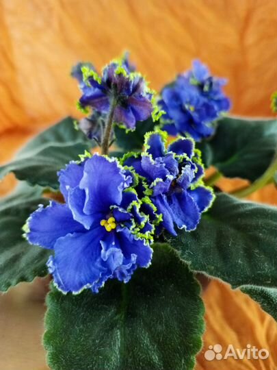 Хойя карноза